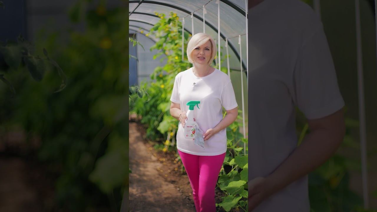 Обработка томатов и огурцов в теплице от тли и белокрылки - Биотлин и Биотлин БАУ смотреть онлайн