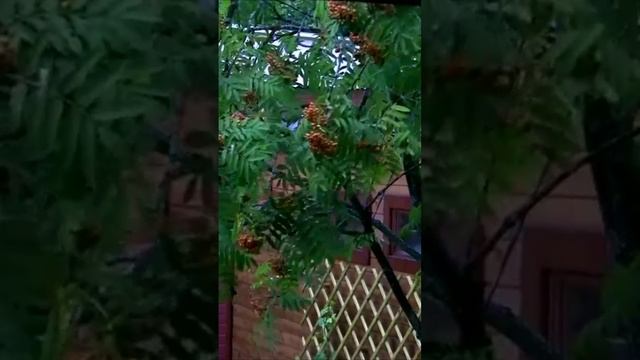 Разгулялась непогода. Дмитрий Шлапак смотреть онлайн