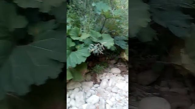 Гуляем по лесу смотреть онлайн