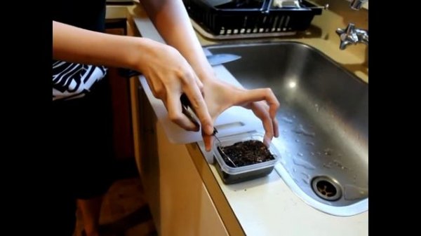 HOW TO PLANT THE KIWI SEEDS