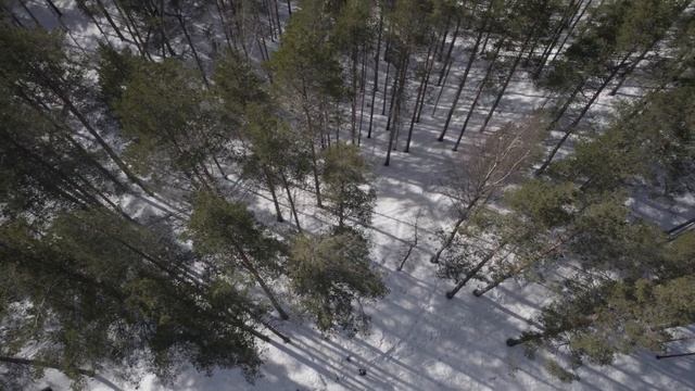 Зимний лес (short) смотреть онлайн