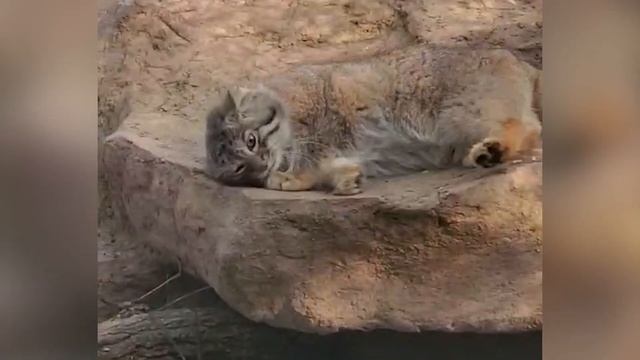 忍者みたいなマヌルネコ。壁にピタッ！フレーメン反応も忘れずに🤧🙀埼玉県こども動物自然公園　オリーヴァ смотреть онлайн