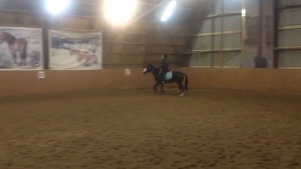 Константин Раскатов . КСК " Сокорос " . Россия, Москва . 09,11,2017 год .