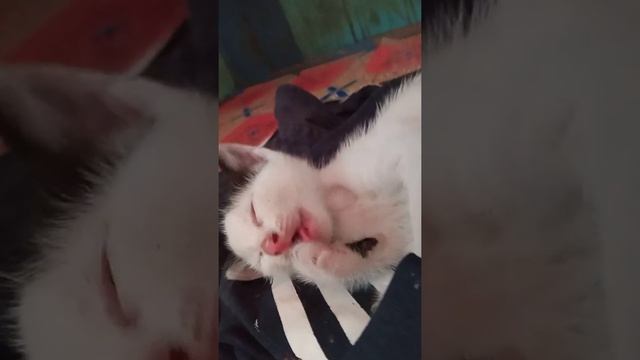 black white comel 🐈 смотреть онлайн