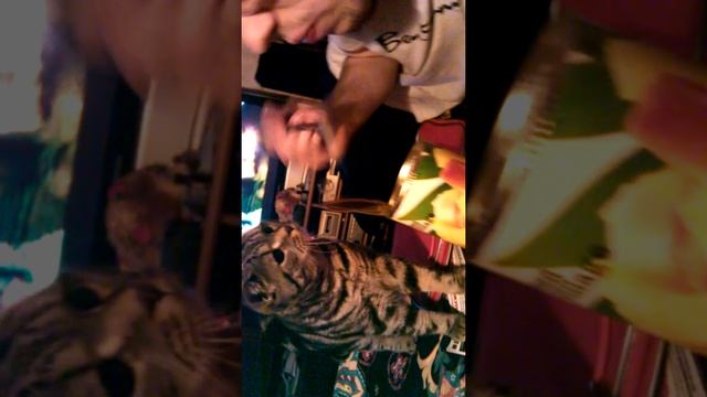 Кот Цезарь смотреть онлайн