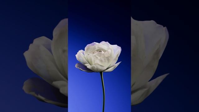 Tint | SigmaLAB - Jufora PDRN