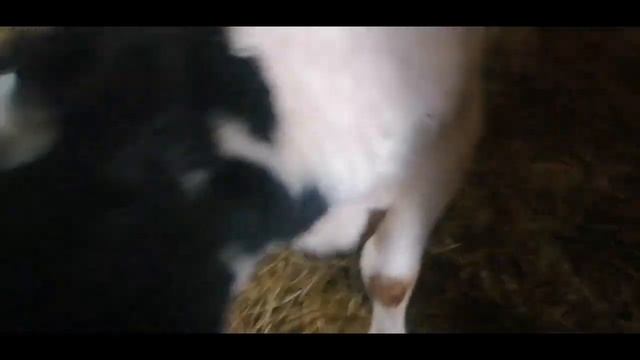 Годовалый бык и другое... смотреть онлайн