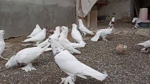 Настоящие андижанские голуби