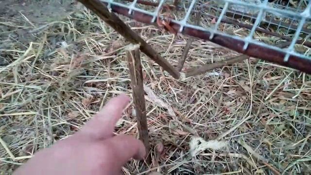 Обзор на ловушку на фазана.