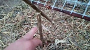 Обзор на ловушку на фазана.