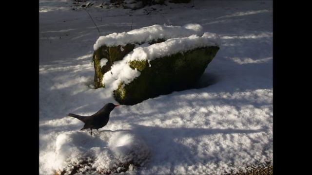 Rasskaschitje Ptizy (Расскажите, птицы) смотреть онлайн