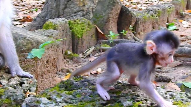 Monkeys Baby Cute #babymonkey #cute #monkey #baby #animals #funny #monkeybaby #nature #tank #pets