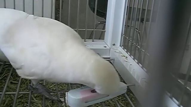 Lola is playing in cage смотреть онлайн