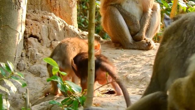 Poor little cute baby monkey request go back mom but female monkey not allow смотреть онлайн