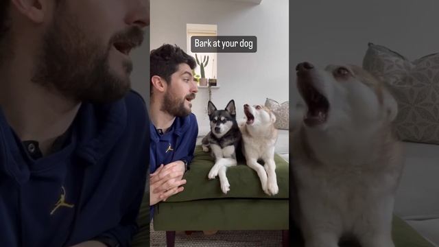 DRAMATIC MINI HUSKY Freaks Out When Owner Barks смотреть онлайн