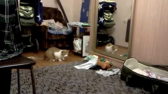 кота штырит смотреть онлайн