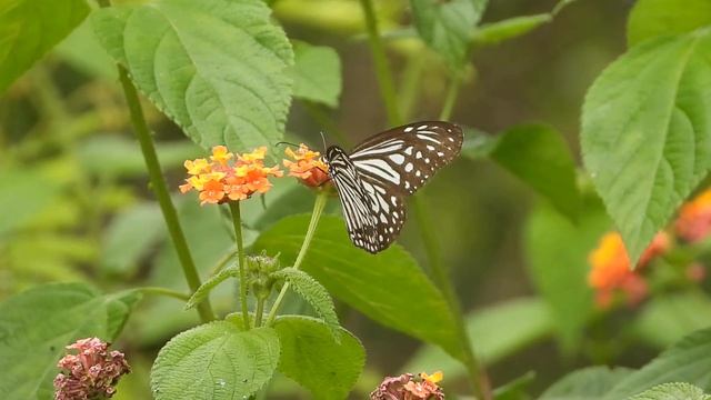 Very pretty butterfly, parantica aglea. смотреть онлайн