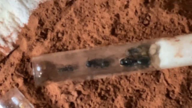 First Born Camponotus Pennsylvanicus Ants. Drinking Honey For The First Time 🤩 смотреть онлайн
