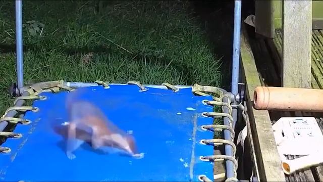 Самые смешные животные / Приколы с котами, собаками и другими животными 2021 смотреть онлайн