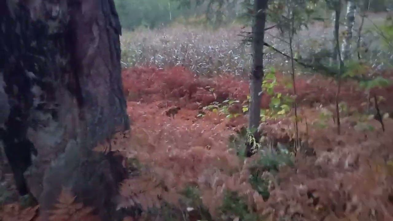 Осенний лес смотреть онлайн