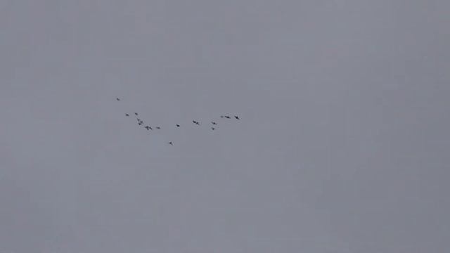 полёт типплеров 16 12 2013г4 смотреть онлайн