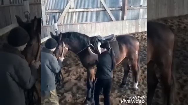 Заездка коня..Блефа. смотреть онлайн