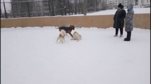 Утренние встречи и вечерняя дискотека собак
