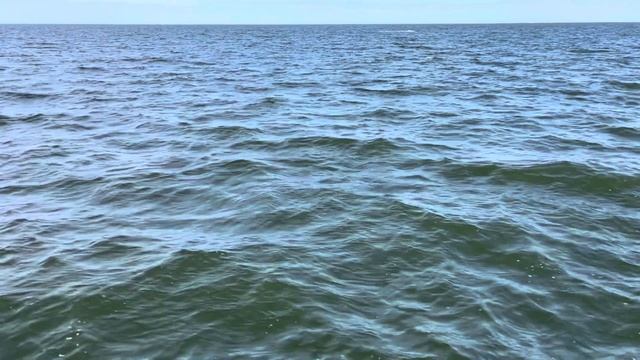 Whale watching 2022 New Jersey Belmar #short смотреть онлайн