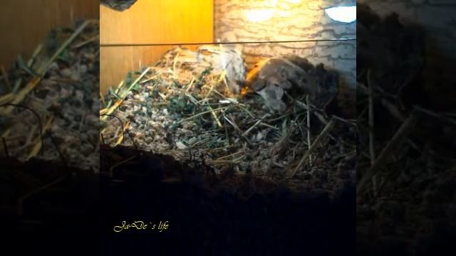 жизнь Жэ-Дэ [Пт 16.08.19] смотреть онлайн