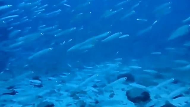 Dive College Lanzarote goes to Flamingo Wall смотреть онлайн