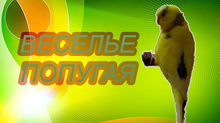БЕЗУДЕРЖНОЕ ВЕСЕЛЬЕ ПОПУГАЯ! КАК ВЕСЕЛИТСЯ ПОПУГАЙ! смотреть онлайн