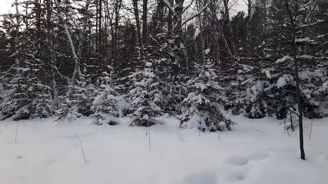 Зима в лесу./Winter In The Forest.