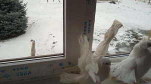 Голуби омские статные