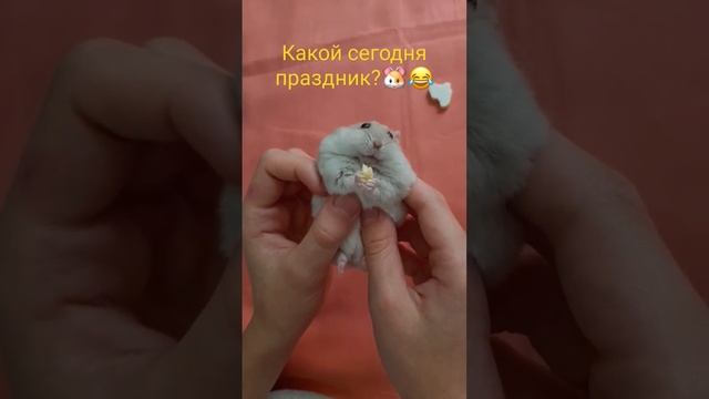 23.05 Holidays with Басик😂🐹 #басик #хомяк #рекомендации #праздник #милота #смешное #лягушка смотреть онлайн