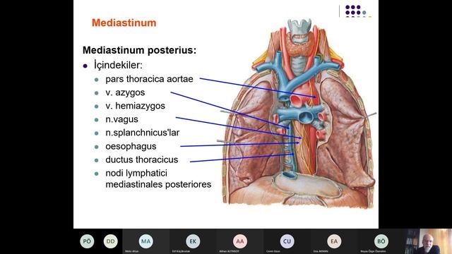 DHF.D2.23.Thorax - Mediastinum