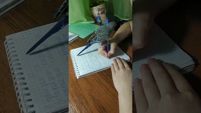 Попугай( Гоша ) помогает Доченьки делать уроки. смотреть онлайн