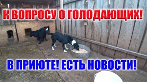 ПРИВЕЗЛИ КОРМ, УВЕЗЛИ КОТА С ТРАВМОЙ. НОВОСТО ПРИЮТА!!!