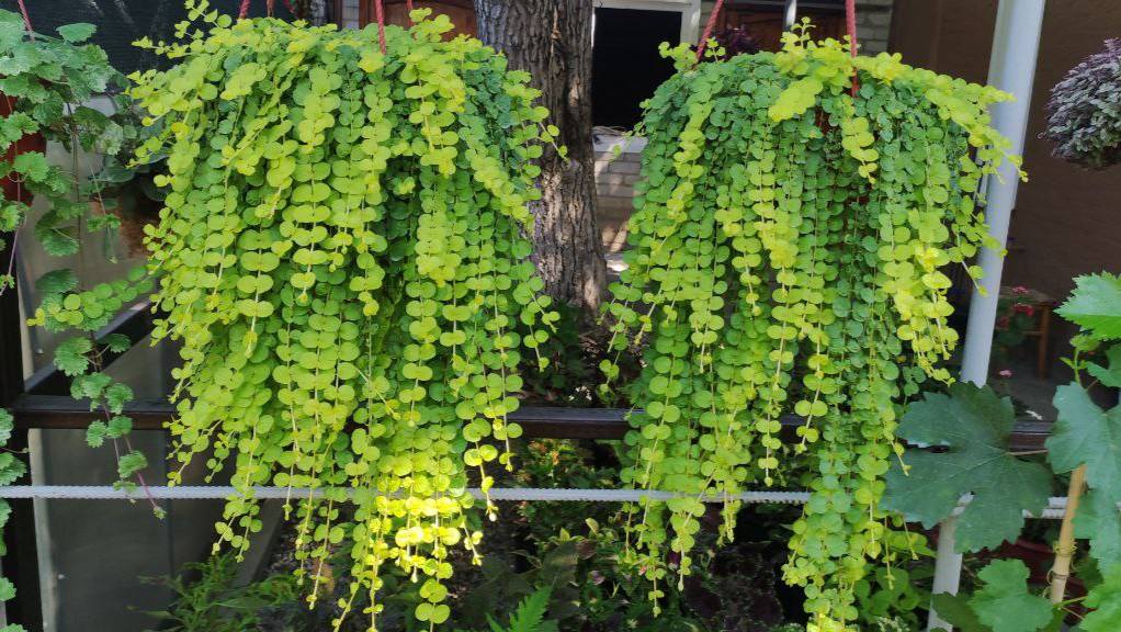 Зимовка вербейника монетчатого (лизимахия)Способ черенкования. Как сохранить и размножить до весны. смотреть онлайн