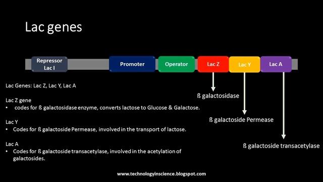 Lac Operon : Gene Regulation in Ecoli (Prokaryotes) смотреть онлайн