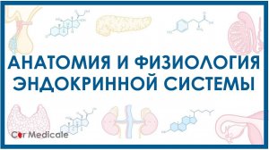 Эндокринная система кратко - основные железы и гормоны, физиология и анатомия