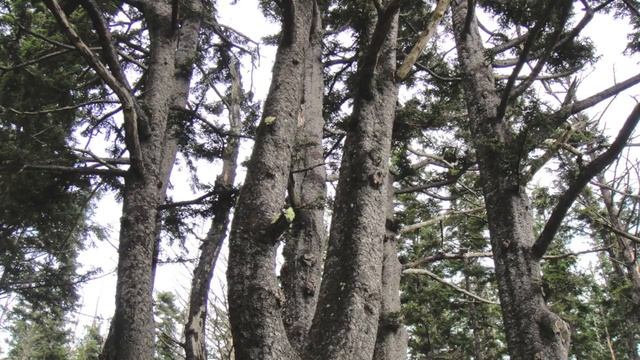 Octopus Tree смотреть онлайн