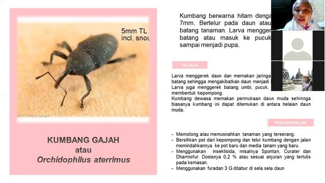 Pengelolaan Hama Tanaman Anggrek dan Krisan - PHPT SEMUSIM KELAS A смотреть онлайн