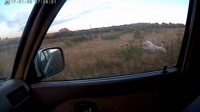 НУ ВОТ ДОСТАВИЛ ЛАЕК НА МЕСТО ВЕЧЕРНЕЙ ПРОГУЛКИ!!! смотреть онлайн
