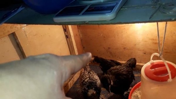 Вес в 35 дней цыплят Мехеленской кукушки и Джерсийского гиганта.