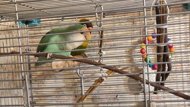 ASMR My Lovebirds_ПОПУГАЙ НЕРАЗЛУЧНИК ГРЫЗЕТ ВЕТОЧКИ _ПРИЯТНЫЕ ЗВУКИ