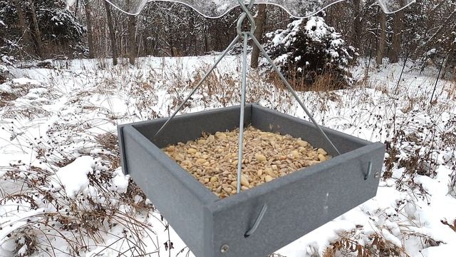 Carver Bird Café December 19, 2022 смотреть онлайн