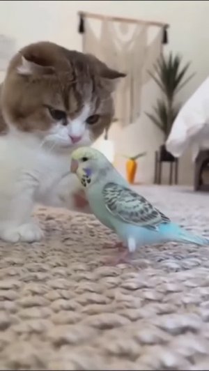 ВИДЕОЗАЛИПАЛКА развлекательная_16