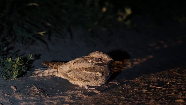 Козодой. Caprimulgus Europaeus.