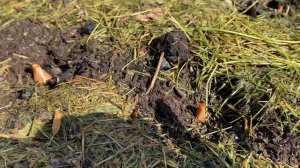 Садим лук под мульчу. Важный нюанс