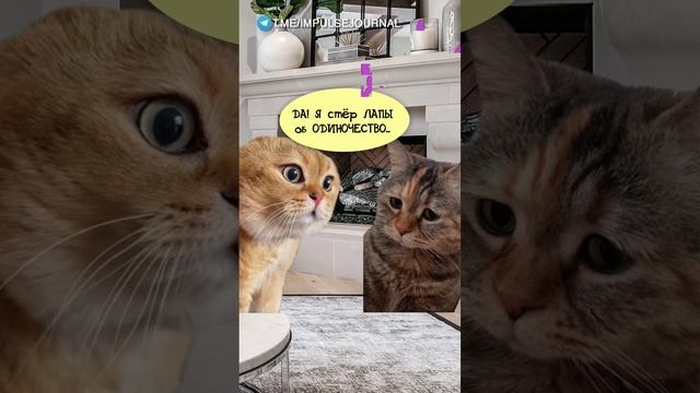 Осчастливила #мыкотики #вмем #разговор #анекдот #шутки #кот #юмор #смешное #прикольно #мемы #cat смотреть онлайн